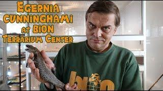 Egernia cunninghami at BION Terrarium Center ( БИОН Террариум Центр )