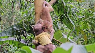 The process of Bubu monkey entering the forest to meet long-tailed monkeys and take them home