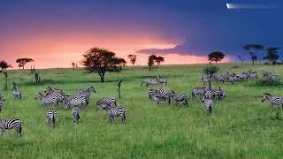 Serengeti Plain