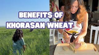 Khorasan vs. Modern Wheat: Is It Really Better for You?