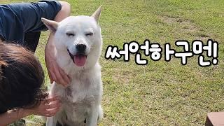 네 마리 목욕? 아무것도 아니ㅈ...윽...끅...