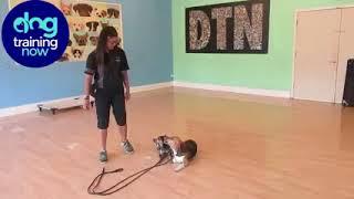 Dog Training Now Video