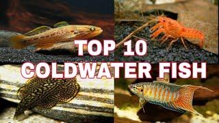 Top 10 Coldwater Aquarium Fish For Your Aquarium | Prathmesh Aquatics