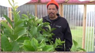 Growing Citrus in Northern Climate Part 3