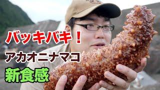 【バキバキ】食用にされない初見のナマコも美味しく食べられるのか！？