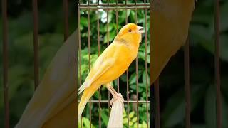 bird sounds | singing birds | canary singing #animals #birds #bird