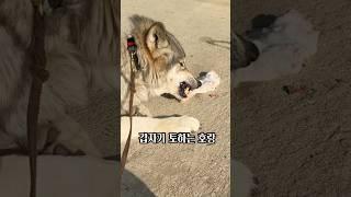 아기 강아지를 본 늑대개의 놀라운 행동