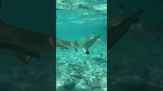 How much it cost us to honeymoon in Bora Bora! : #shorts #short #hallesoswag