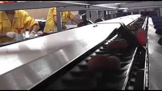 Processing and sorting line for flat peaches - UNITEC