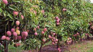 From 1 Acre To 40 Acres Mango Farm| Why Investing In Mango Farm Will Make You Long Term Millionaire