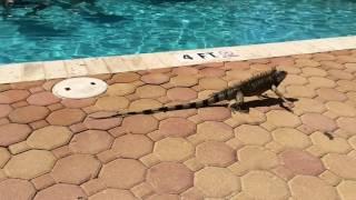 Giant Lizard Iguana by the Pool, Aruba 2014