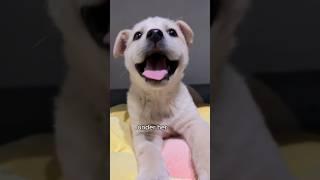 Puppy kicked down the hill meets someone who him. #animals #dog #unbelievable #healing #shorts