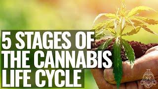 The Life Cycle Of The Cannabis Plant