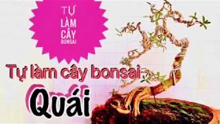 Tự làm cây bonsai kỳ quái - người mới biết chơi .