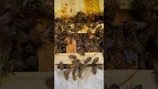 The sound of bees at work in my new warre hive