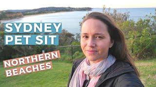 Sydney Northern Beaches Pet Sitting Vlog