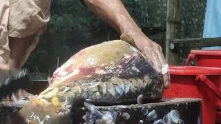 Giant Mirror Carp Fish Cutting Skills Live in Fish Market | Big Fish Cutting Skills