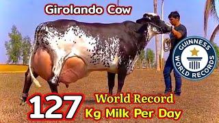 World Record Highest Milking GIROLANDO Cow 127 KG | Guinness World Record | Full Detailed Video.