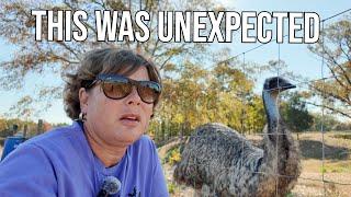 Our Emu's Surprise Decision Left Us Speechless!