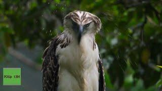 An American bald eagle compilation