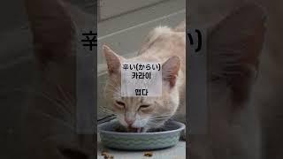 [30초 일본어] 짜다! 맵다! 일본어로는?