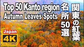 関東の紅葉 50 Top Autumn Leaves Kanto Region 秋 東京 横浜 箱根 日光 鎌倉 イチョウ Tokyo Hakone Nikko Kamakura ひたち海浜公園