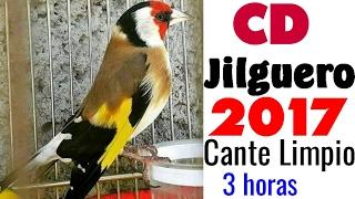 Canto del Jilguero CD Limpio | Chant chardonneret