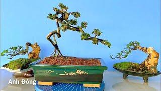 Chuyển dáng cây sam trái bonsai