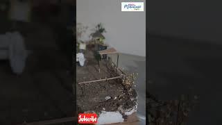 "Crafting Tranquility: Building a Miniature Dream House Fencing Diorama Step by Step"#shorts #viral