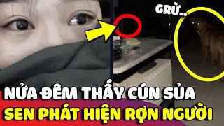 Thấy chó cưng 'BIỂU HIỆN LẠ' lúc nửa đêm, cô gái tái mặt khi biết được 'SỰ THẬT'  | Gâu Đần