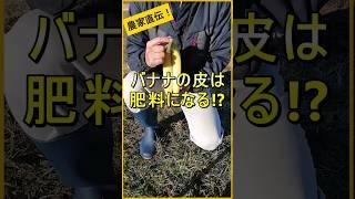 バナナの皮は捨てないで！肥料になります【有機農家直伝！無農薬で育てる家庭菜園】　25/1/16　#shorts