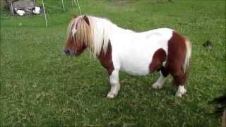 Miniature Shetland Skewbald Stallion