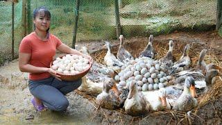 Build Nest For Ducks To Lay Eggs - Harvest Ducks Eggs Goes To Market Sell | Free Bushcraft