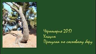 Черногория 2017. Ульцин. Прогулка по сосновому бору