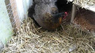 Hen moving egg