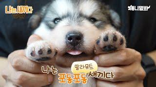 나는 태어난 지 22일 된 말라뮤트 새끼다 [애니멀봐 나새끼 90호] | I’m A 22 Day Old Malamute Puppy [I’m A Baby 90th Lead]