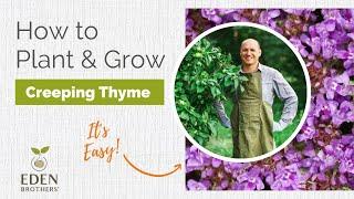 Planting Creeping Thyme