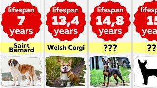 Comparison: Lifespan of Dog Breeds | How Long Will Your Dog Live