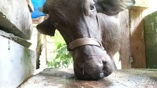 Calf licking on spilled mineral block