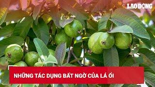 Những tác dụng bất ngờ của lá ổi | Báo Lao Động