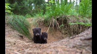 Młode jenoty | Young Raccoon Dogs | Nyctereutes procyonoides