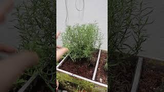 How To Stop Killing Your Rosemary Plants (Part 2)