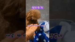 얌전은 나야 아르르가 뭔지 몰라요 #시트콤 #강아지 #귀여움 #푸들 #반려견 #pets #cutedog #웃긴영상 #웃긴쇼츠