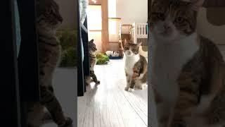 예민한 오빠 고양이 (채움과 어랑)