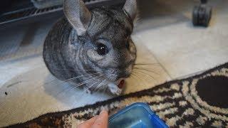 How To Tame A Chinchilla