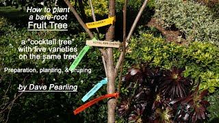 Planting a Bare-Root "cocktail' Fruit Tree: Preparation, Planting, and Pruning