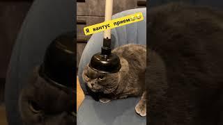 Я вантус прием!  #смешныевидео #котята #животныесмешные #шотландскиекотята