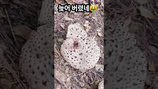 아니 이럴수가 능이 버섯이 백화가 되다니!! #능이버섯 #능이버섯산행 #shots