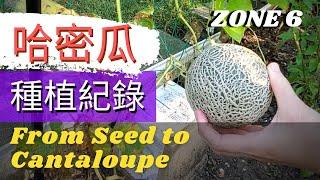 【Growing Cantaloupe】from seed to harvest【哈密瓜種植紀錄】用吃剩的哈密瓜留種，從種子到收穫的整個過程，網紋洋香瓜的成長全過程