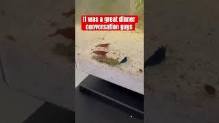 This must be the viral video #fyp #viral #shrimp #cherry #bluevelvet #blue #aquarium